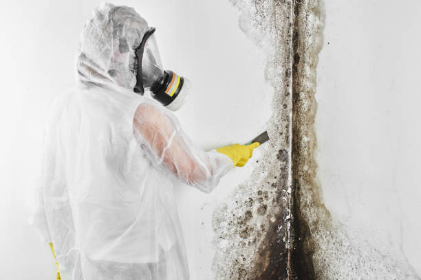 Best Health and Safety Mold Remediation in Mount Pleasant, IA